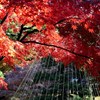 最期の紅葉