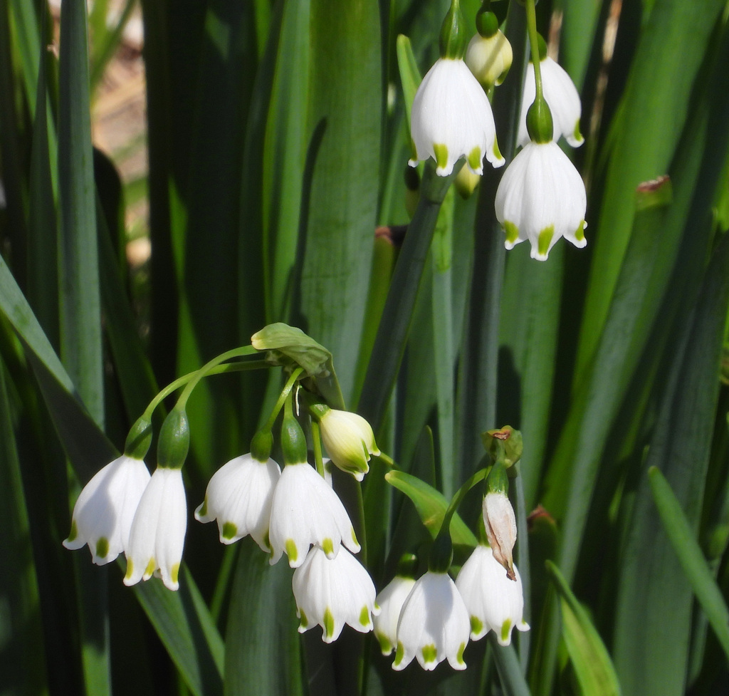 スプリング・スノーフレーク