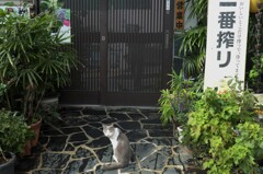 営業中ニャ