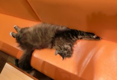 んじゃ、これでどうニャ！
