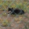 自由猫