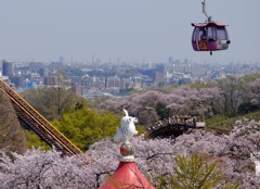 バンデッドが桜のなかを疾走