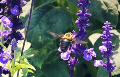 花粉だらけのクマバチ