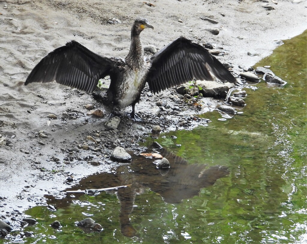 空の大怪獣ラドン