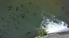 鯉と西洋タンポポ