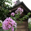 伏見稲荷とさるすべり