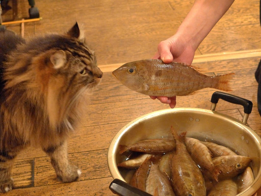 面通し
