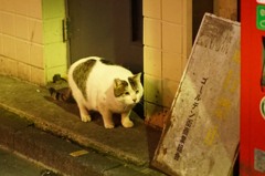 新宿ゴールデン街のニャンコ