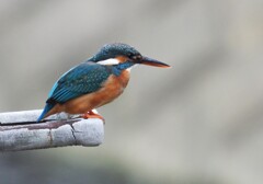 カワセミ