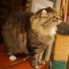 大人の眼差し