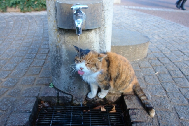 横浜「港の見える丘公園」のかつての人気者ミケ