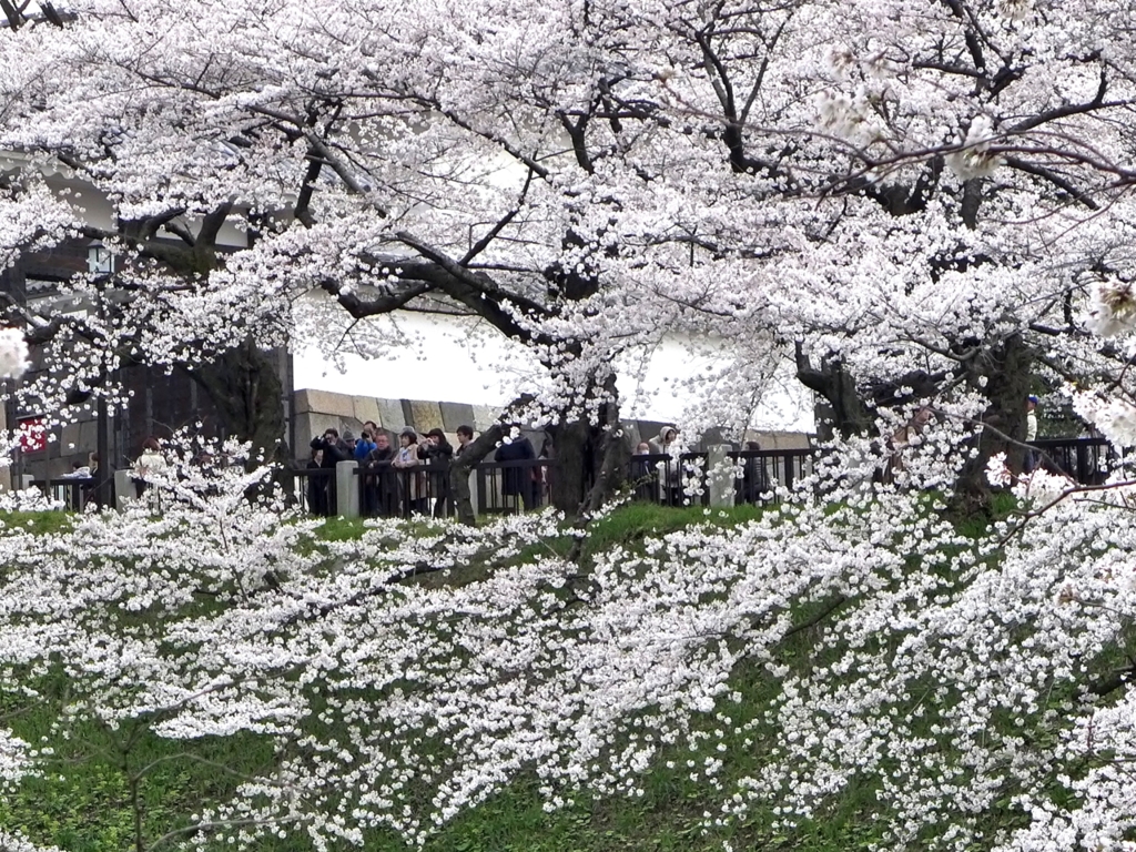 満開の桜におおわれた田安門