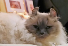 クーちゃんママ