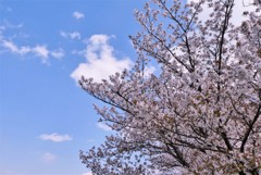 まだ八分咲き