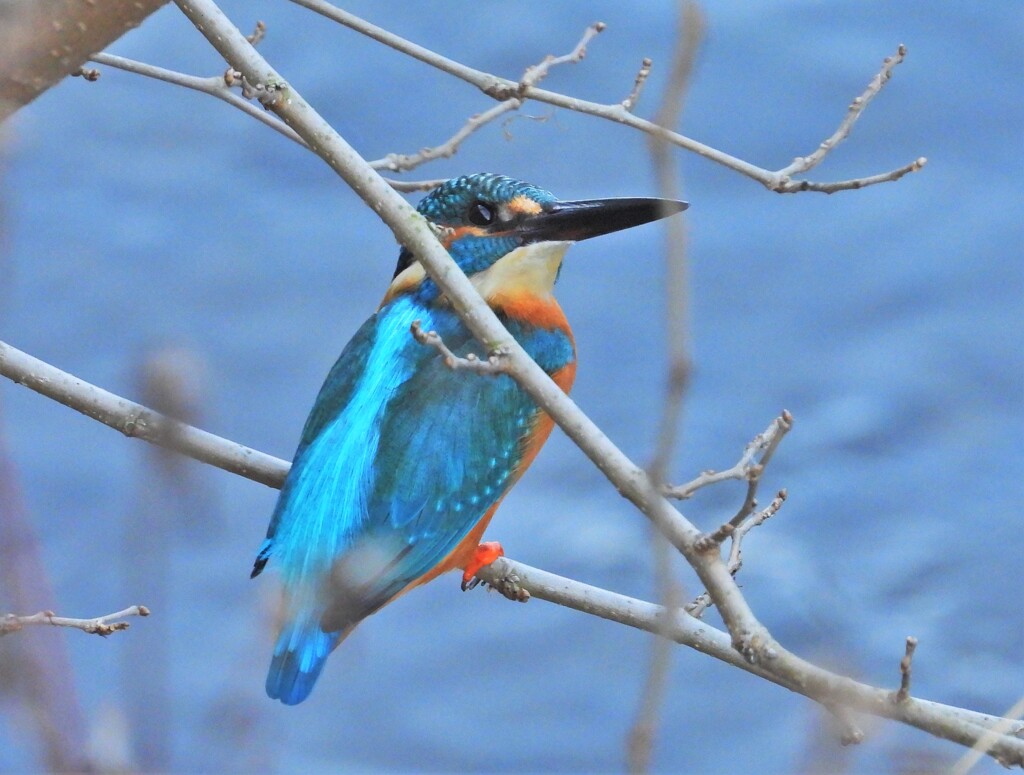 カワセミ