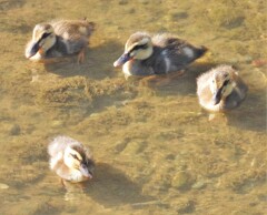 おはよう、コガモちゃん