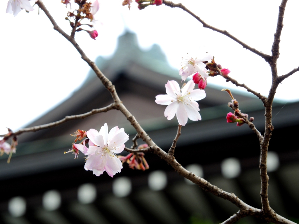 靖国神社の早桜