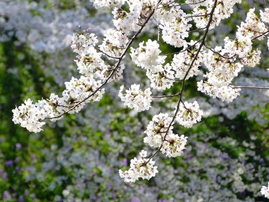 九段の桜 