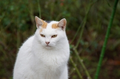 横浜「港の見える丘公園」のトオル