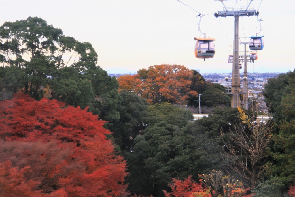 紅葉はもう終わったと