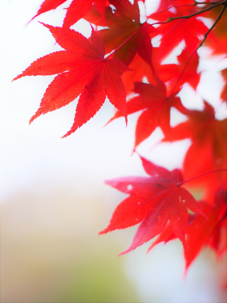 TTArtisan 50mm F1.2