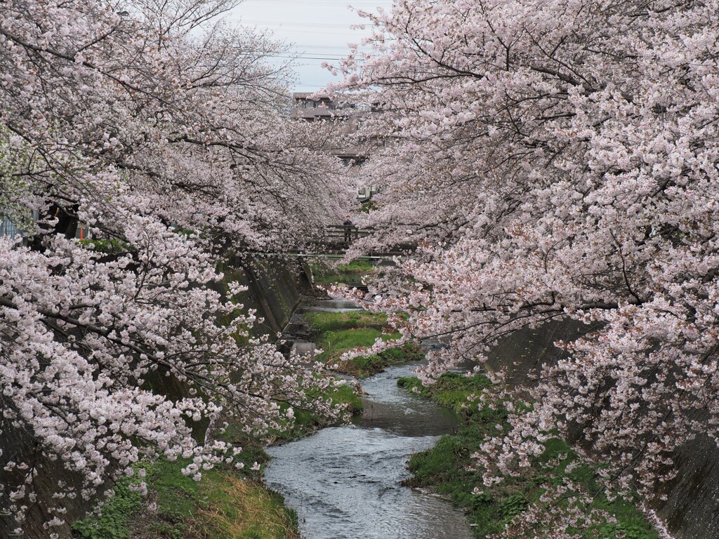 ビビッド