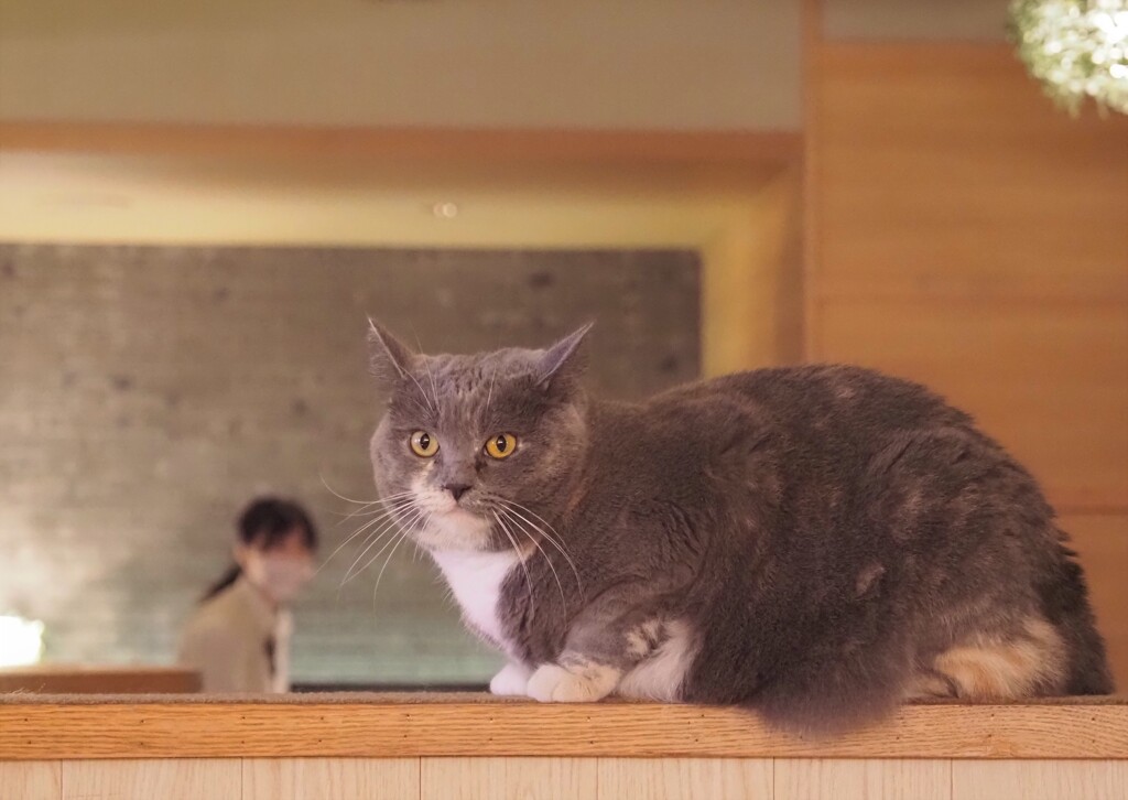 観察されてる