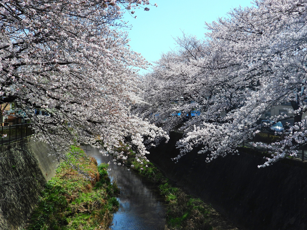 三沢川さくら通り