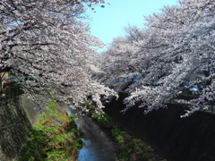 三沢川さくら通り