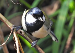 シジュウカラ