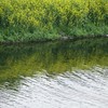 水面の菜の花