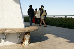 展望台のベンチ下で憩うミケ（横浜「港の見える丘公園」）