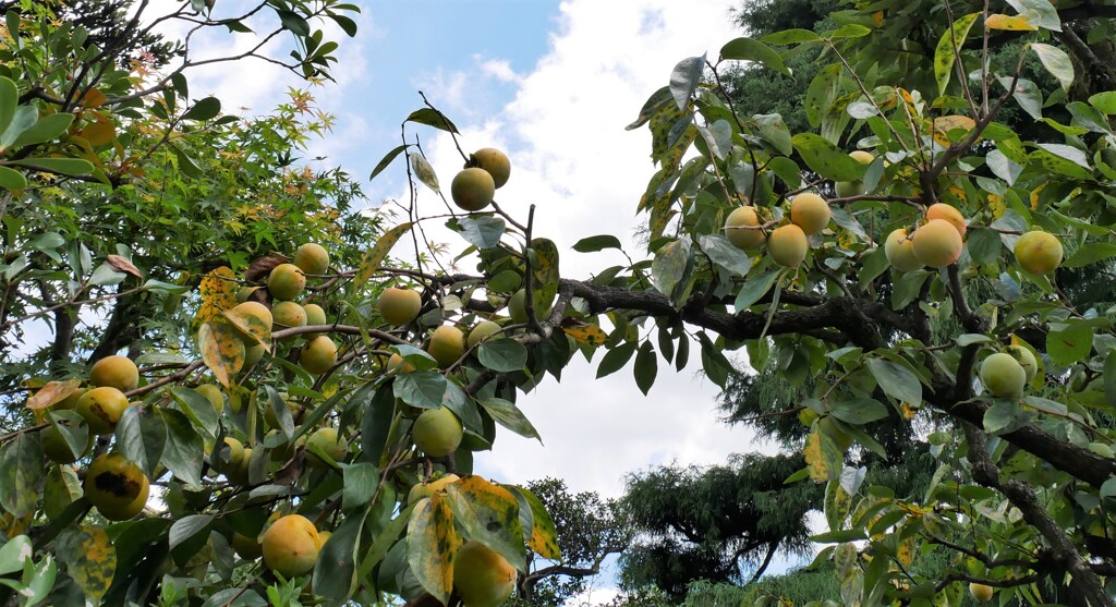 柿が色づきはじめました