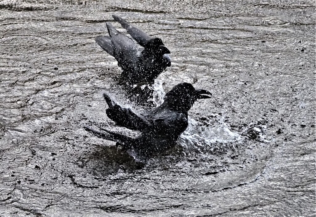 カラスの行水