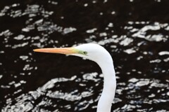 モデル系だなぁ