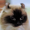 フジフィルムX-T10+コンタックス・プラナーT＊50㎜F1.4