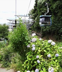 スカイシャトルとアジサイ