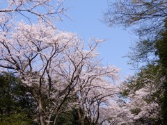 生田緑地に到着