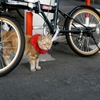 生前のハマのカーさん