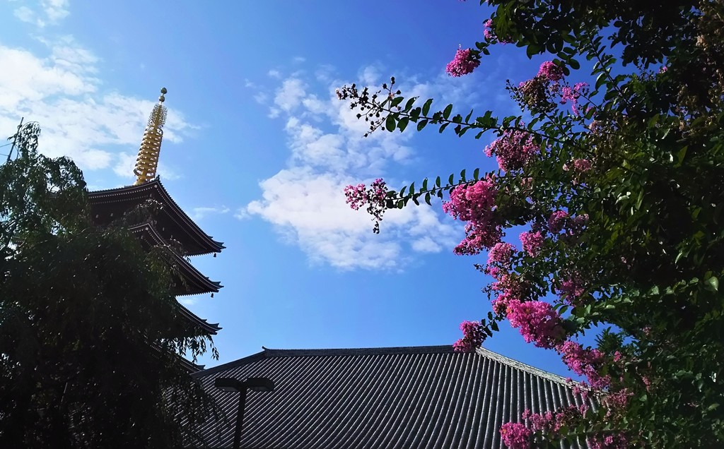 百日紅と五重塔