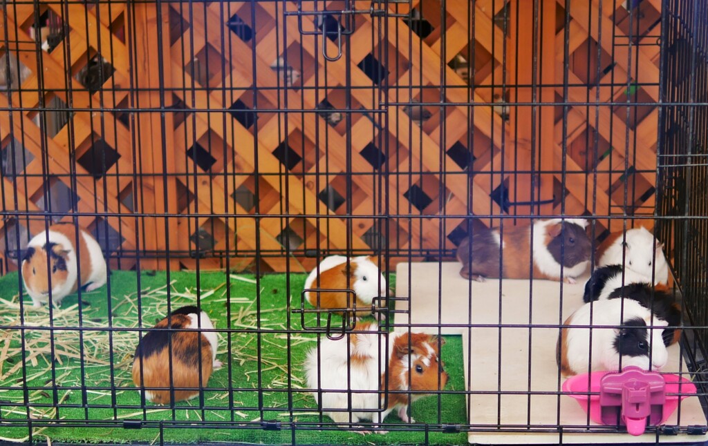 モルモット