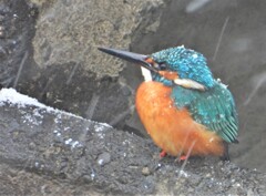 雪を被ったカワセミ