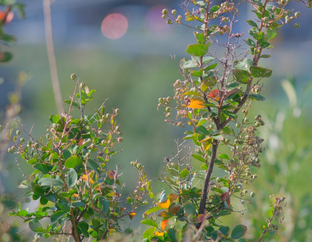 AiニッコールED180mmF2.8S