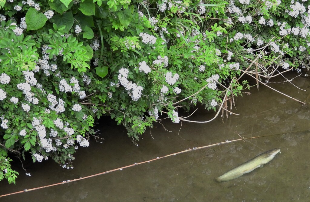 ナマズとノイバラ