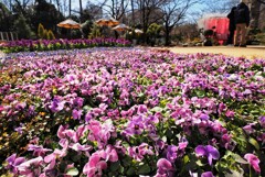 主役なき花園