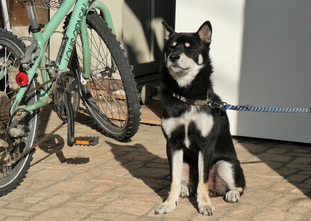 まぶしそうな番犬