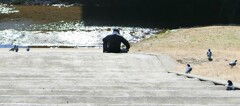 ハトとおじさん