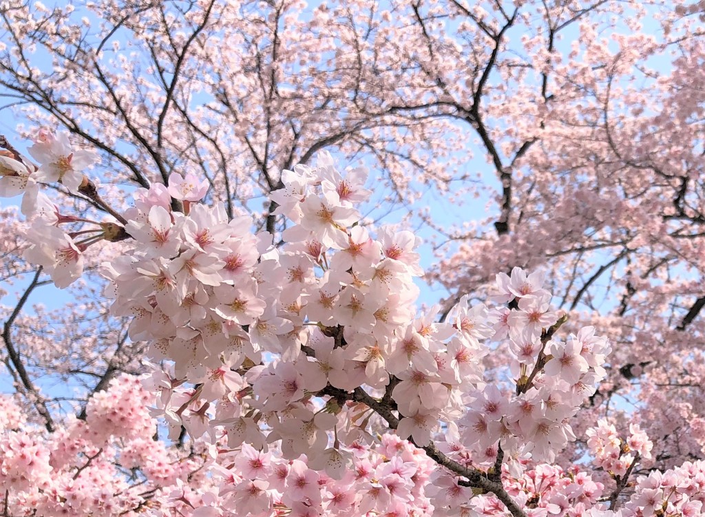 枡形城址の桜