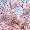 枡形城址の桜