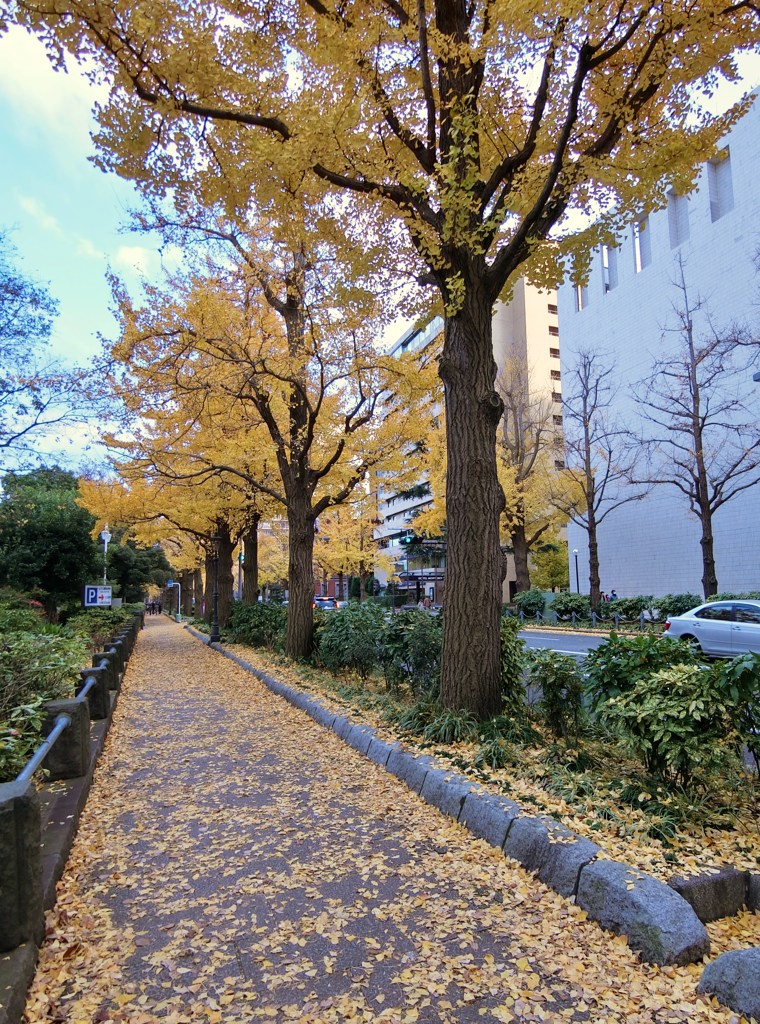 海岸通りの銀杏並木